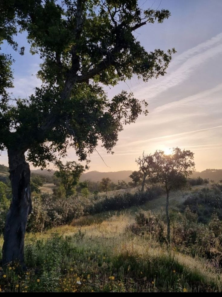 A cork oak against the sun going down over the hills