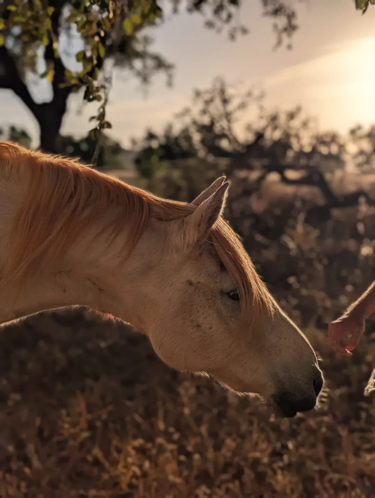 A horse in profile at golden hour beneath the cork oaks