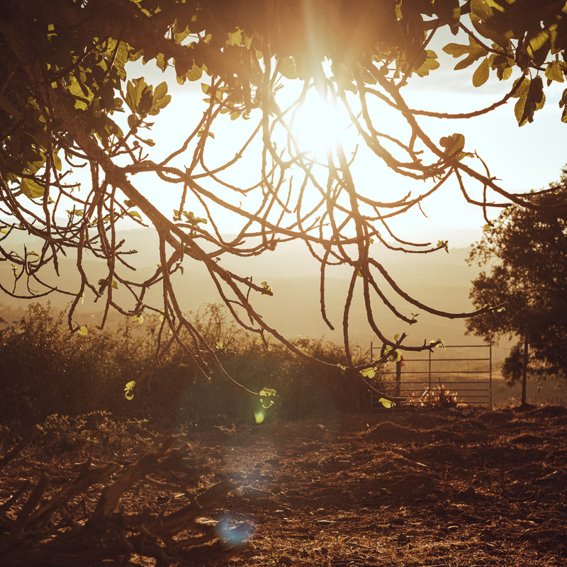 The sun low behind a cork oak, seen through its branches