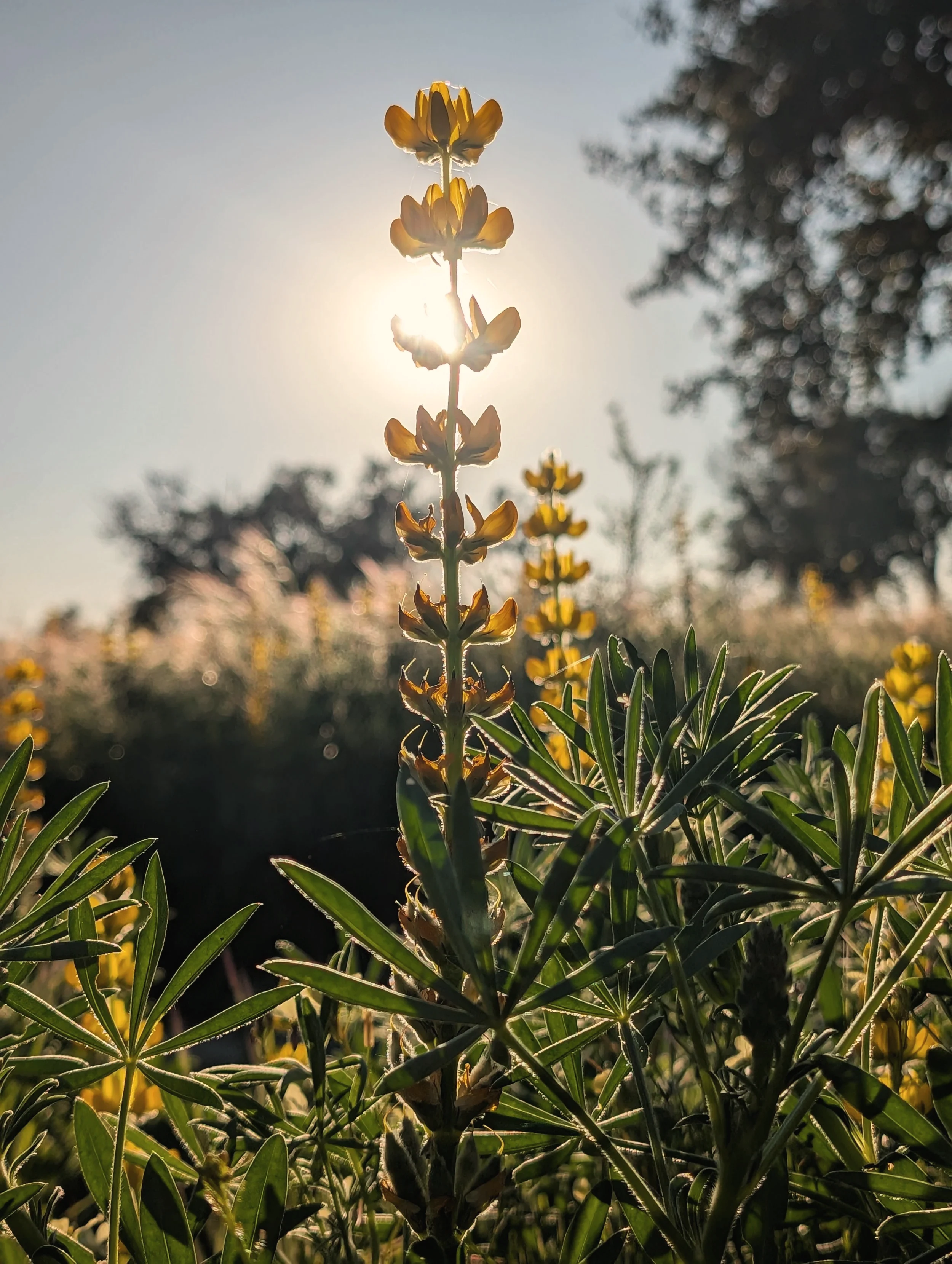 Backlit wildflowers at golden hour