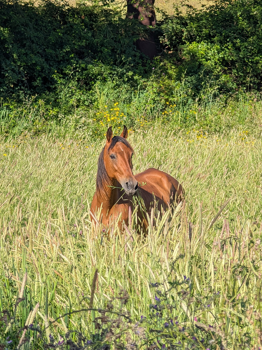 Resa standing in grass up to her chest