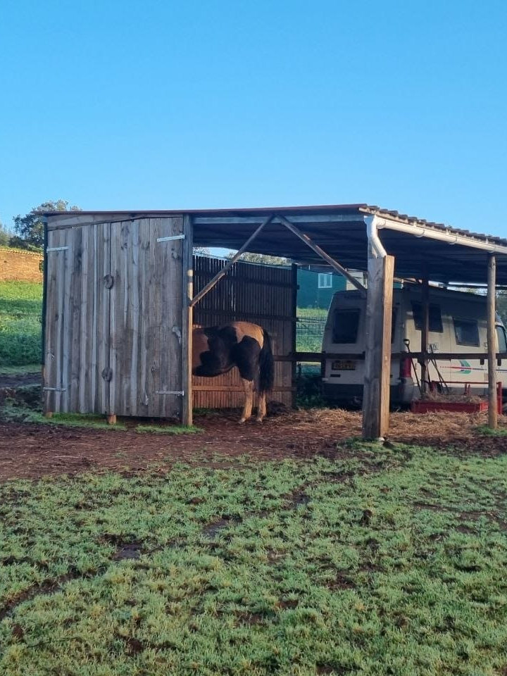 The open stable, horses in and around it