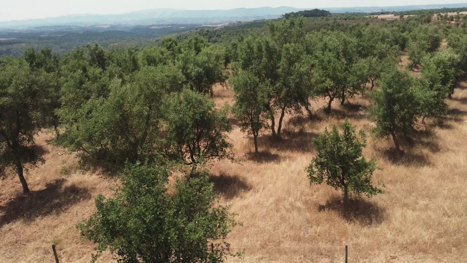 Cork and olive trees running to the hills beyond the house
